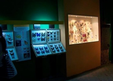 Muzeum Motyli